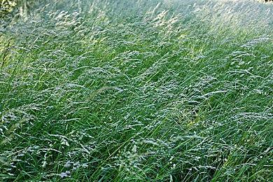 《艾尔登法环》布娃娃效果Mod 死后不再化成灰